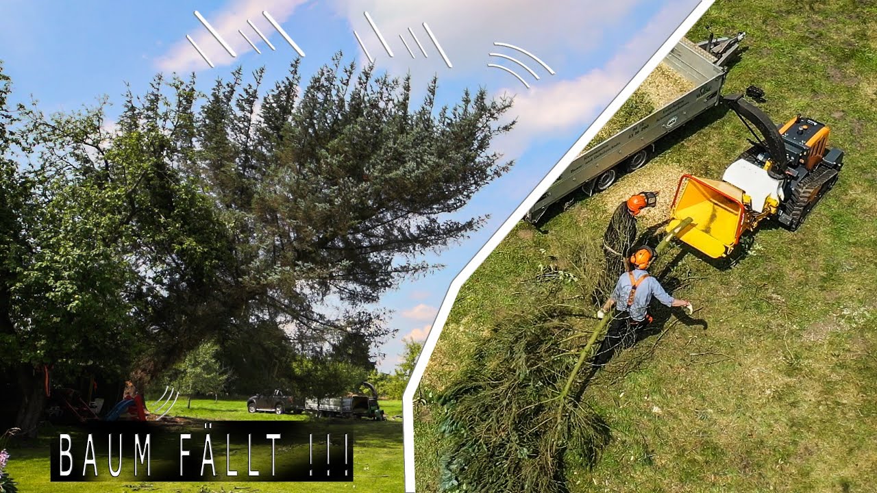 BAUM FÄLLT! | Holzhacker an der MULTIFUNKTIONSRAUPE | Wiese Gartengestaltung | 4K