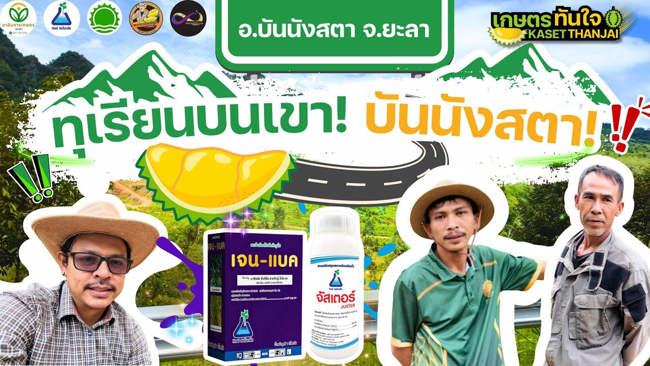ลงสวนทุเรียนบันนังสตา จ. ยะลา ฟื้นต้นทำใบใหม่
