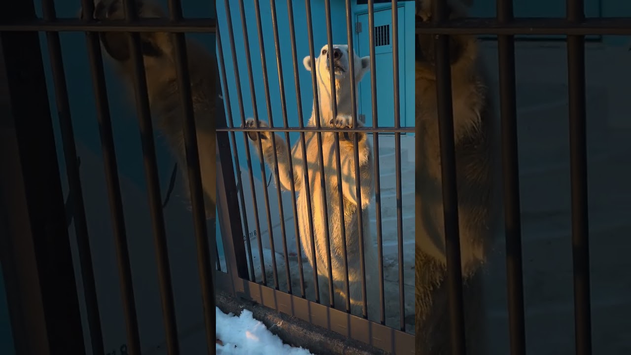 閉園間際 リンゴやトウモロコシを頬張るマルル  釧路市動物園  釧路動物園 ホッキョクグマ シロクマ マルル 20260104 152132410