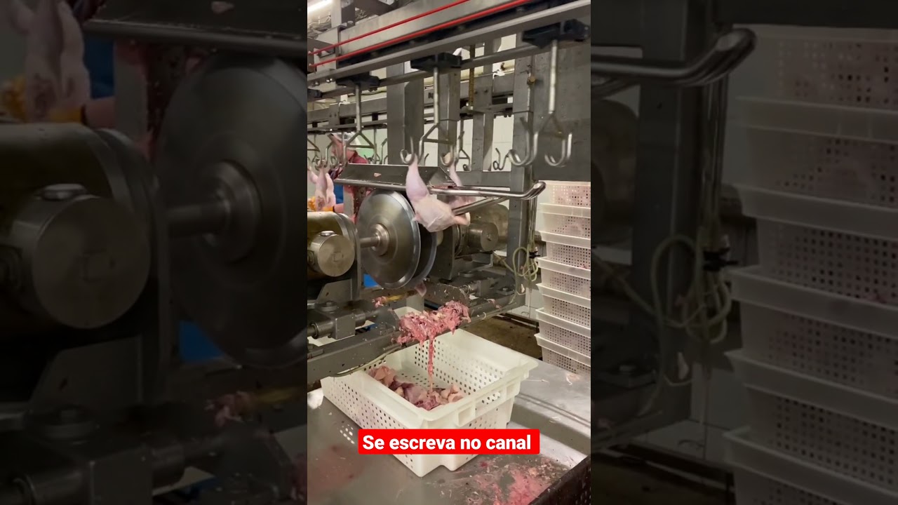 frigor&iacute;fico de frango #short #frango #galinha