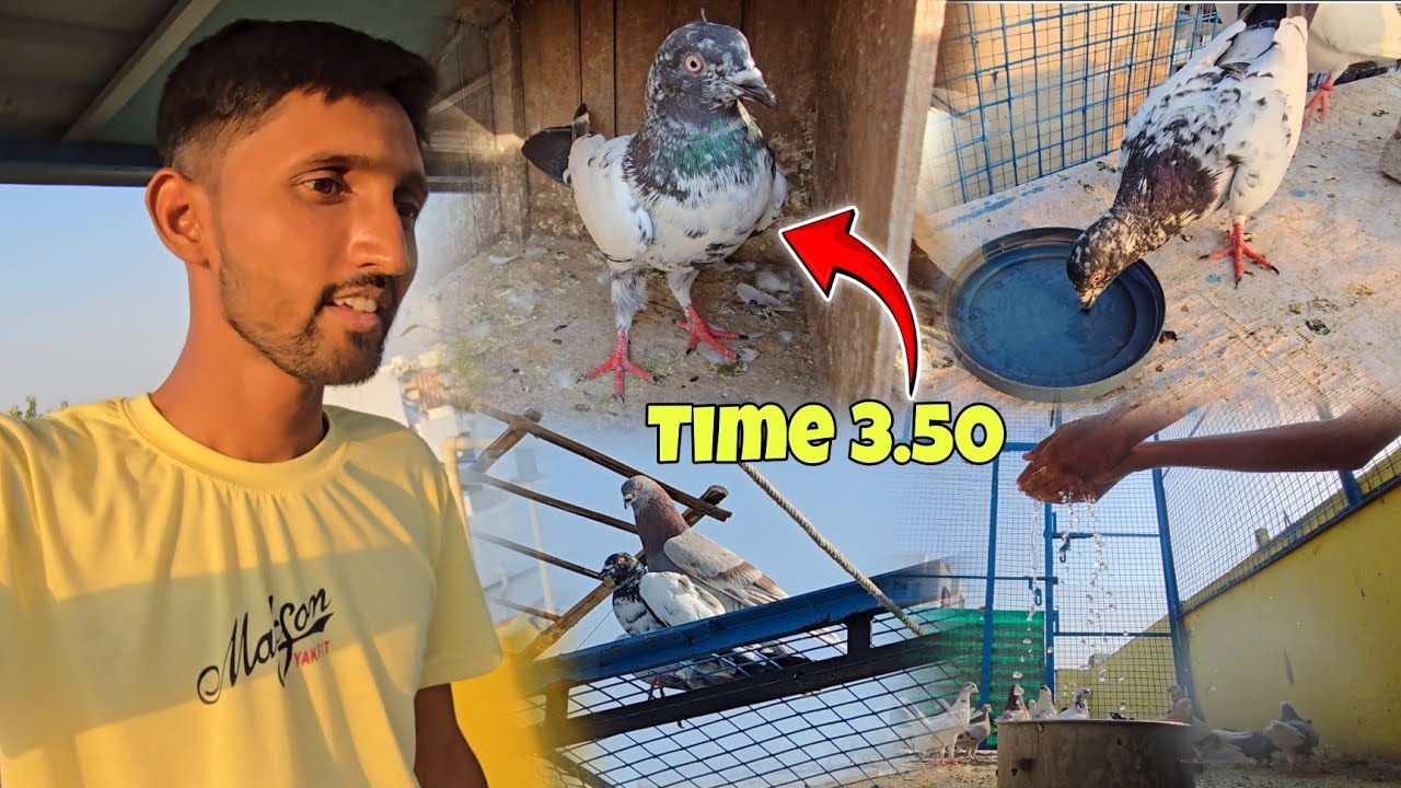 Pehli Bar itna Jayada Udava Kabootar Pakda 😍 || Time 3.50 || Halat Kharab Ho Gai iski 😰 