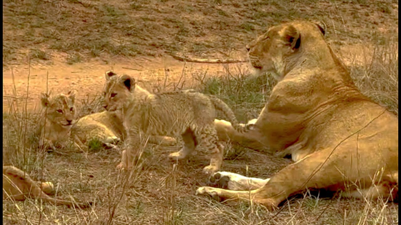 Nkuhuma Lion Pride with tiny cubs | Sabi Sands | 31 October 2025