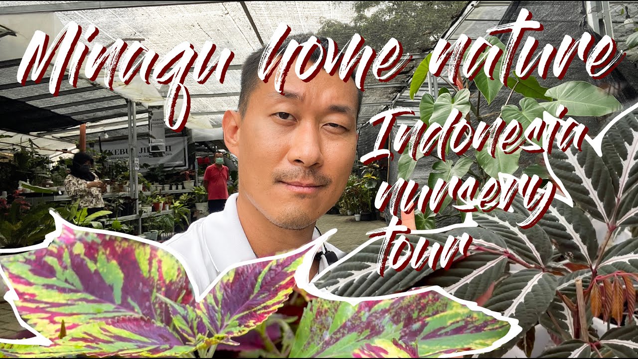Bogor, Indonesia nursery tour - Minaqu Home Nature