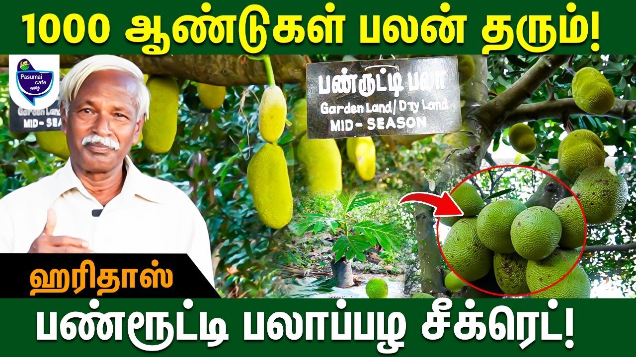பலா மரத்துக்கும் குடும்பக்கட்டுப்பாடு | Jackfruits Tree...