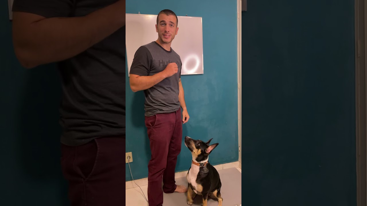 Como ensinar o seu c&atilde;o a Sentar #shorts