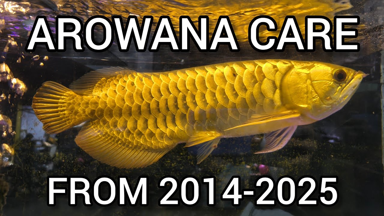 MONSTER FISH GOLDEN AROWANA 11 YEARS OLD.#arowana  #asianarowana #fish #monsterfish #goldbar