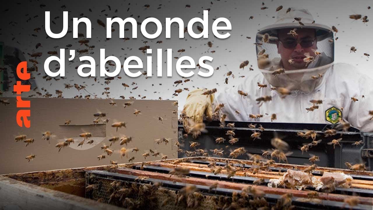 Un monde d'abeilles - Le dessous des cartes | ARTE