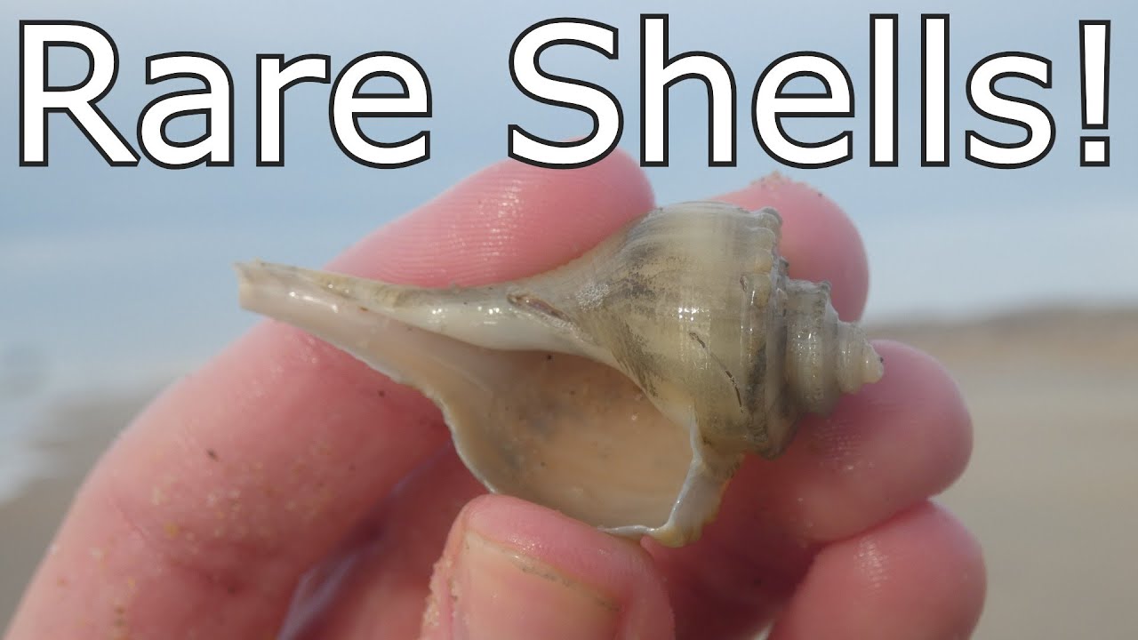 Bucket List Shelling in the Outer Banks!