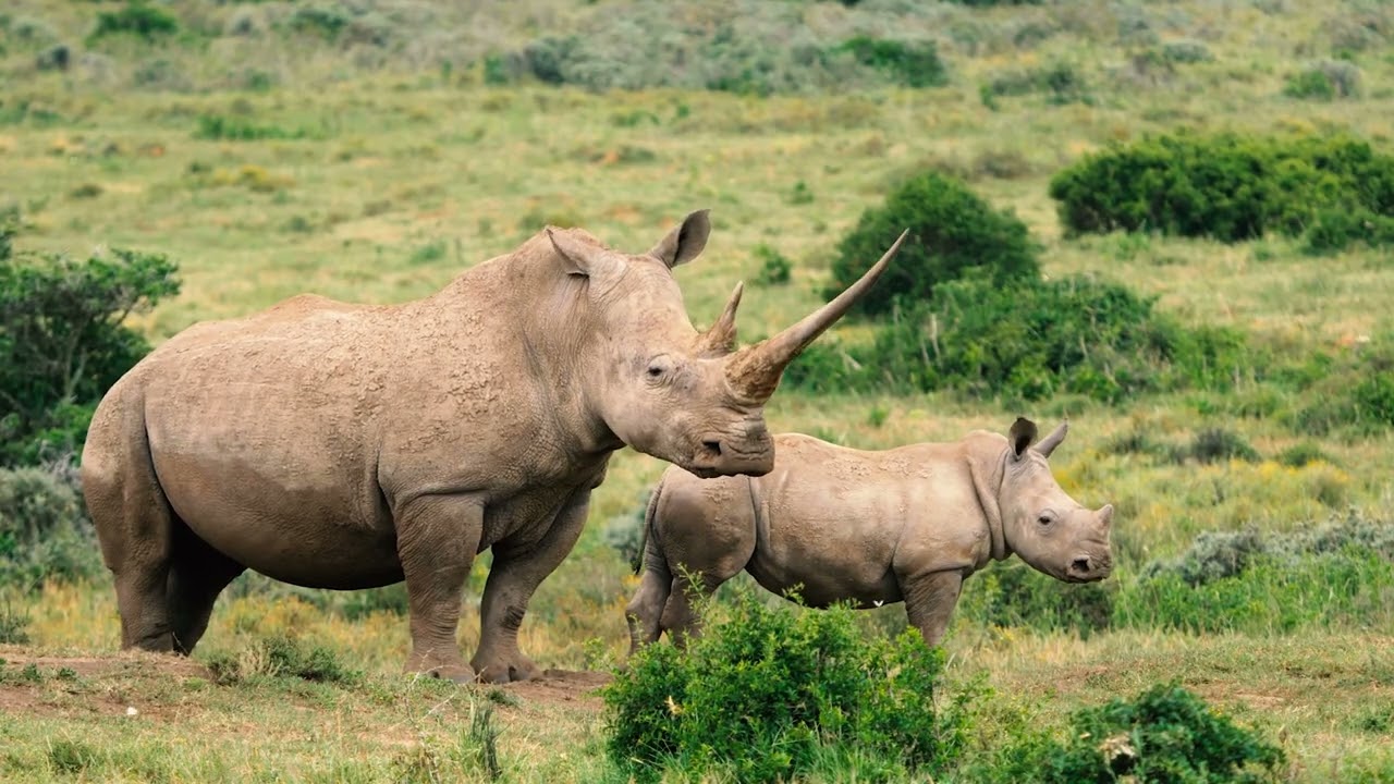 Shamwari Private Game Reserve World Rhino Day 2024