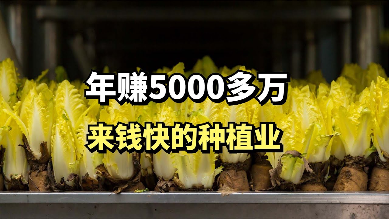 大叔暗房里种菜，一批卖40万，一年卖出5000多万元，他怎么做到的