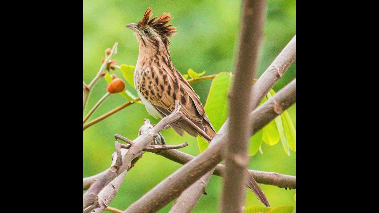 Tapera naevia #aves #birds #wildlife #fauna #naturaleza #avifauna