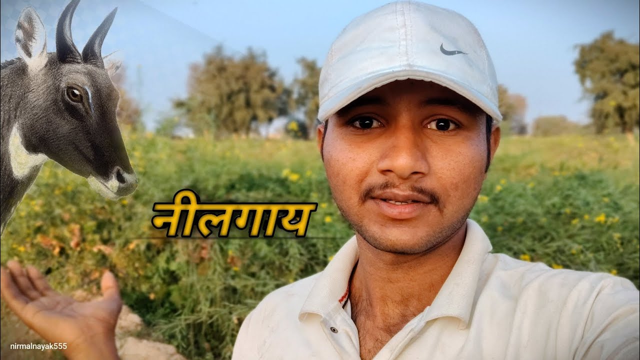 नीलगाय Mil Gyi😯 Khet Ghumne Gya Tha 