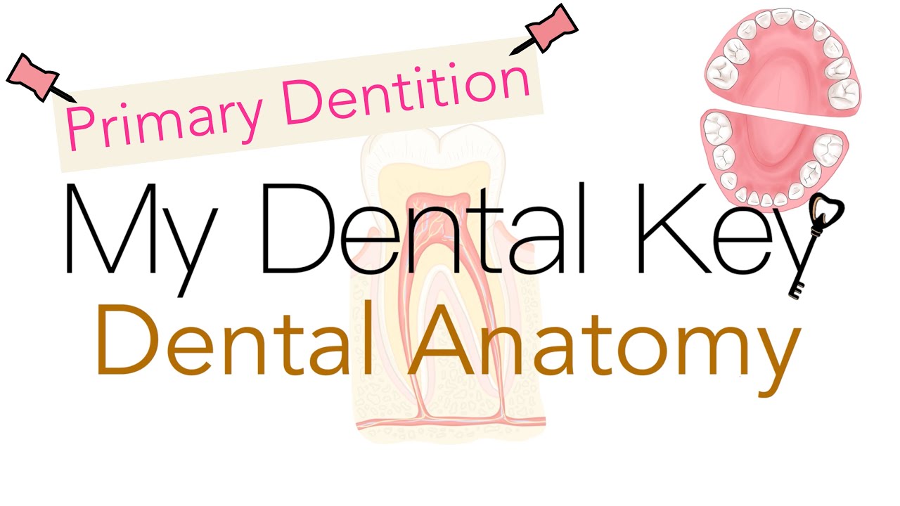 Детская стоматологическая анатомия | My Dental Key