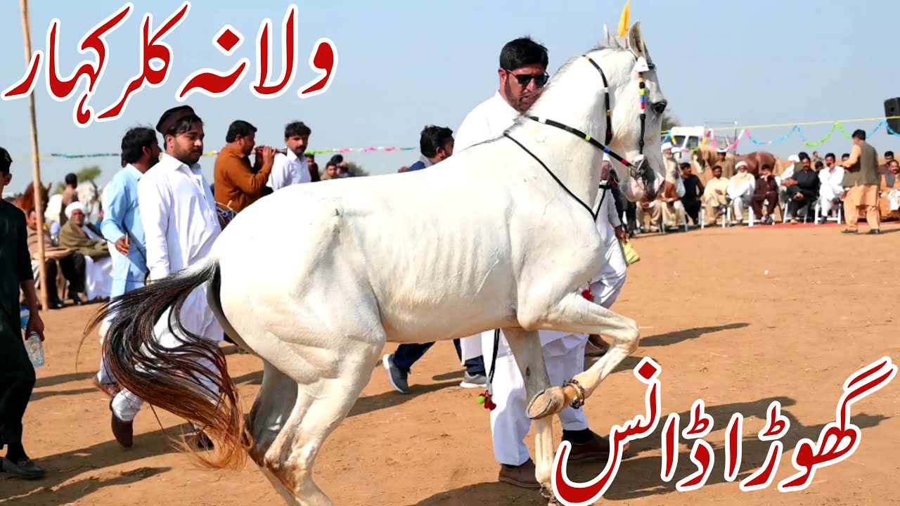 Ghora Dance Walana Chakwal ll Horse Dance In Kallar kahar ll All Pakistan Horse Dance