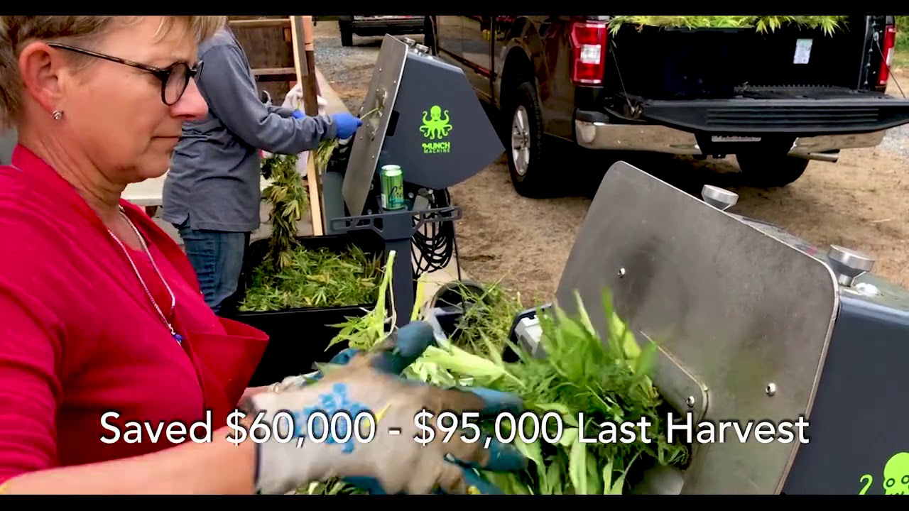 How to harvest CBD hemp for maximum returns: Part 1