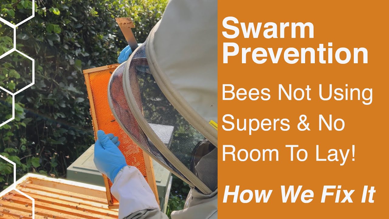 Swarm Prevention, How to fix Supers not being used in a honey bound hive, using other hives to help