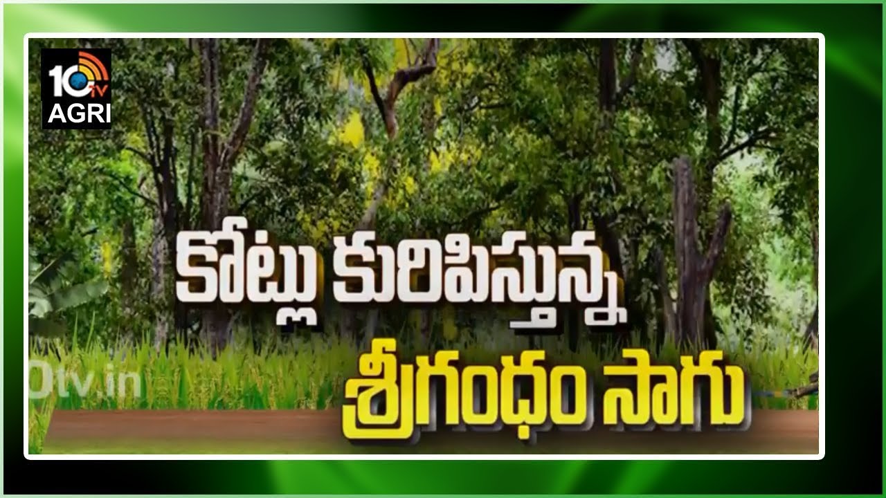 కోట్లు కురిపిస్తున్న శ్రీగంధం సాగు| Huge Profits With Sri Gandham Cultivation | Matti Manishi | 10TV