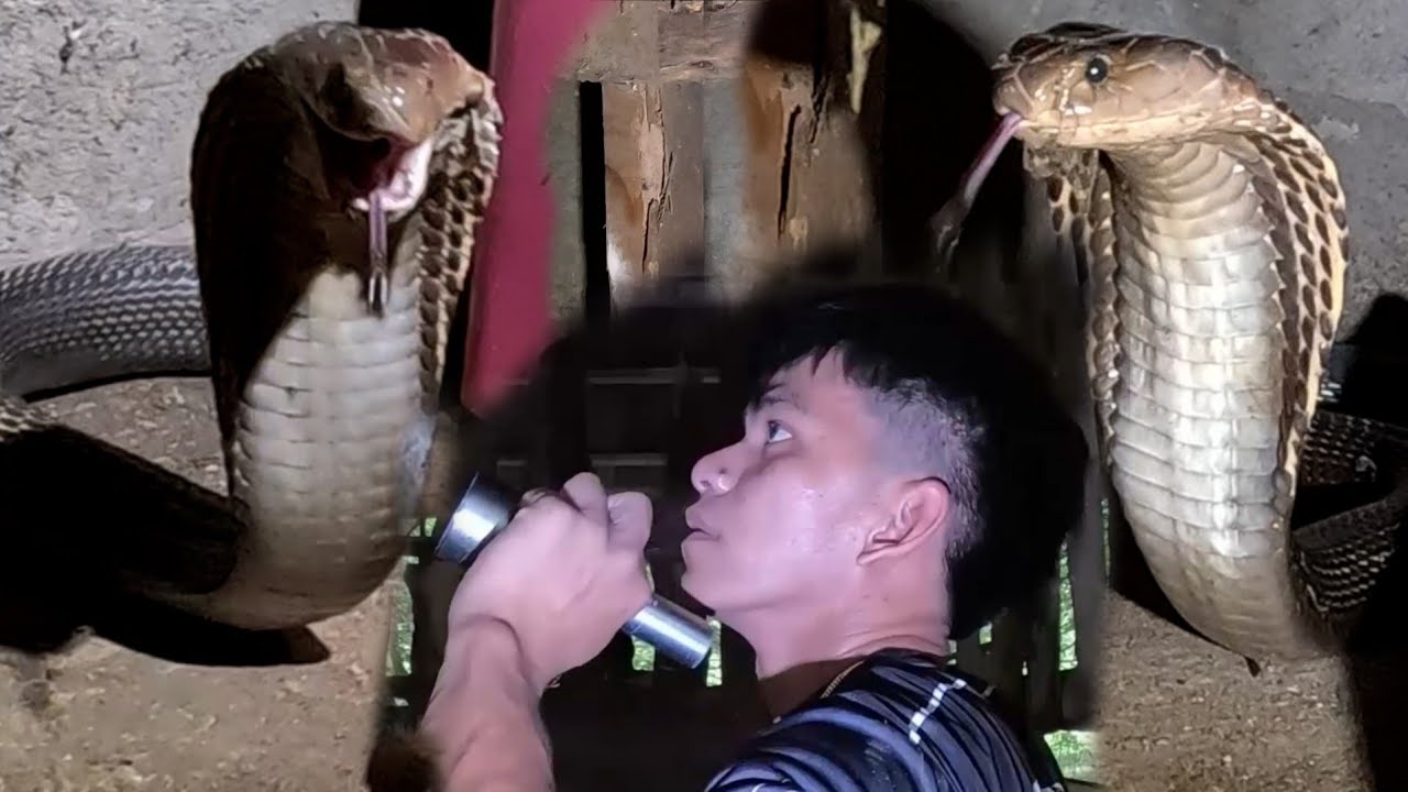 DALAWANG JUMBO COBRA SA ANTIPOLO