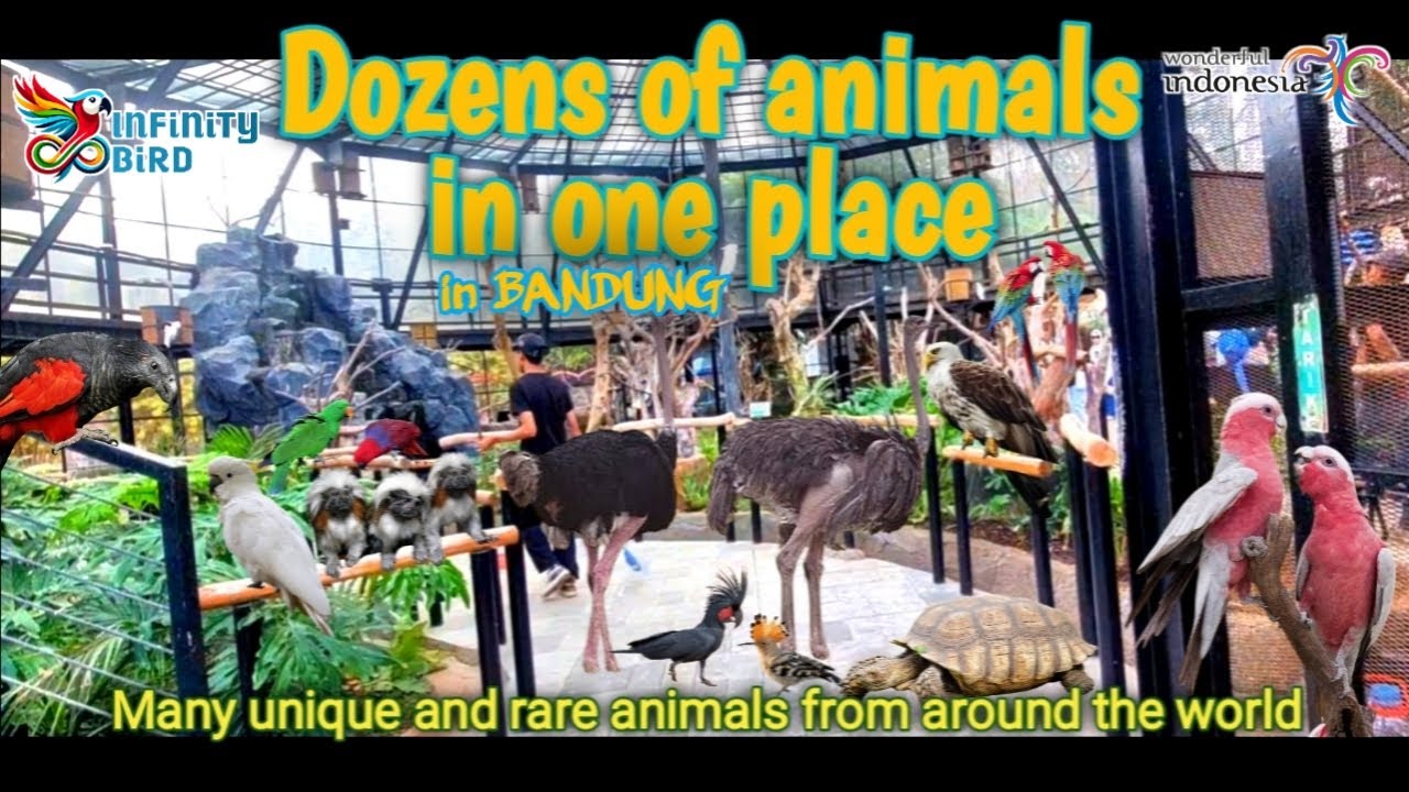 JOURNEY #1 BANDUNG INDONESIA || Fun And Entertaining Place For Animal Lovers