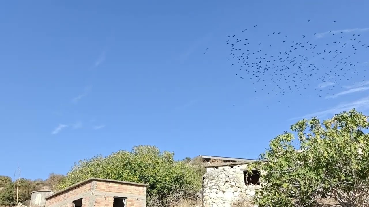 Flock of Jackdaws Over Evretou Village – Windy November Skies, Cyprus