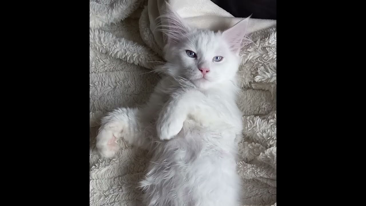 ANGEL VENUS