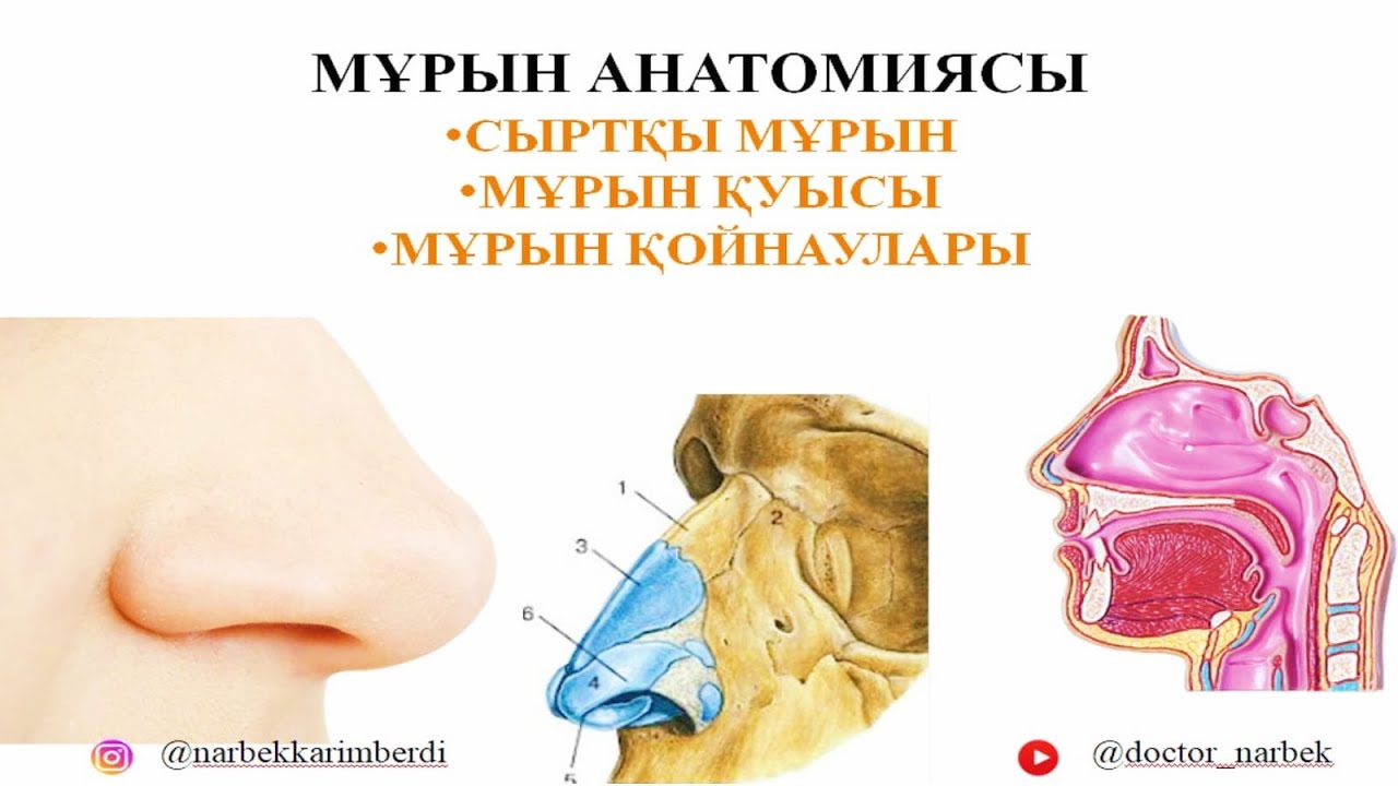 МҰРЫН АНАТОМИЯСЫ