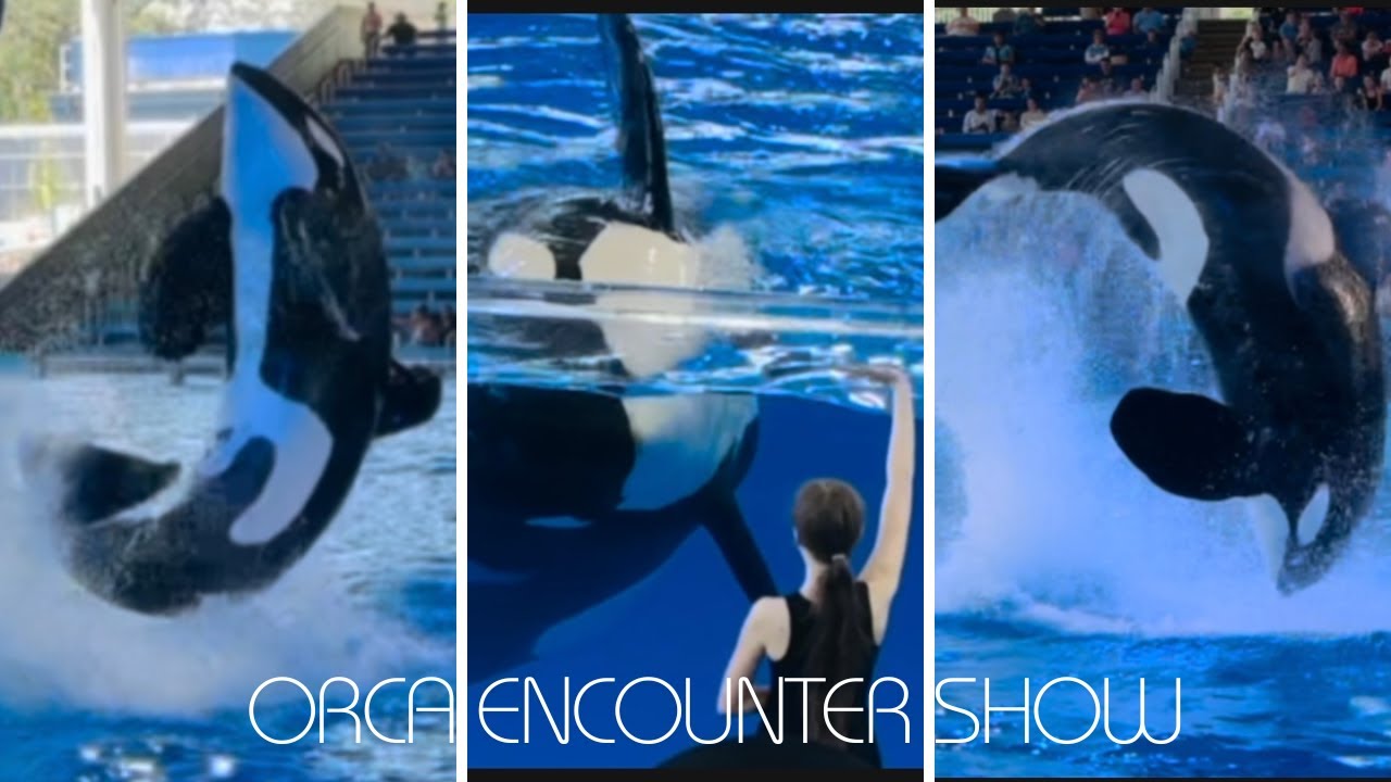 Orca Encounter Show at SeaWorld San Antonio | #23