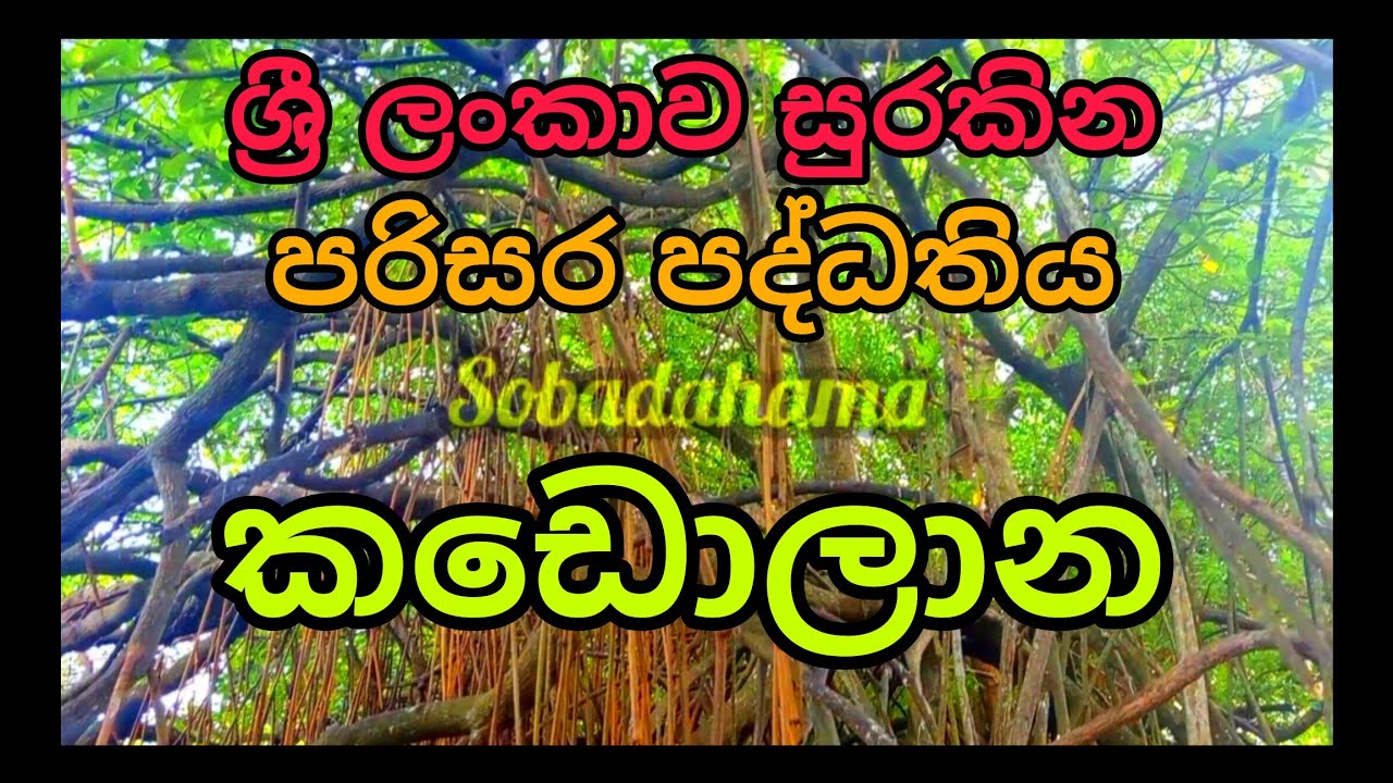 කඩොලාන පරිසර පද්ධතිය /#sobadahama /nature 