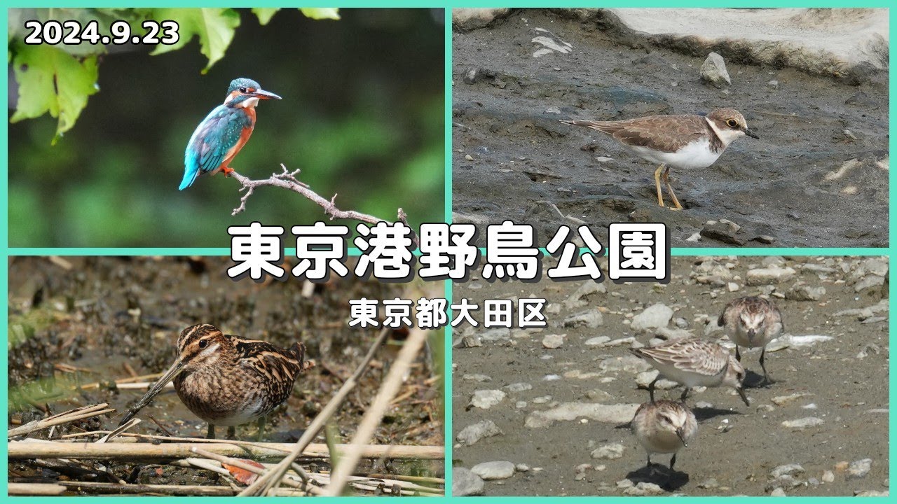 東京港野鳥公園にて野鳥撮影｜カワセミ､タシギの撮影が出来ました！