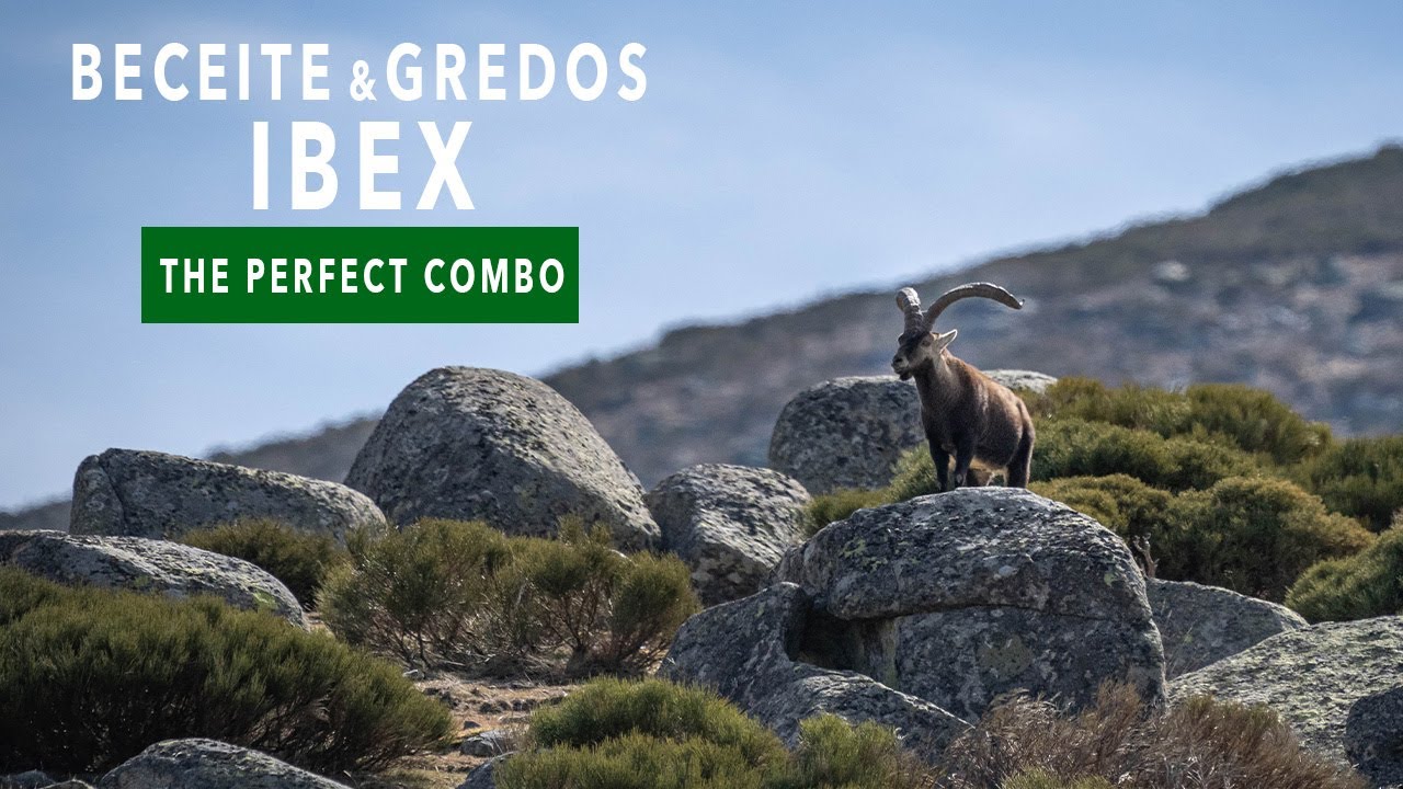 Beceite and Gredos Ibex: The Perfect Spanish Combo | Camino Real Hunting Consultants