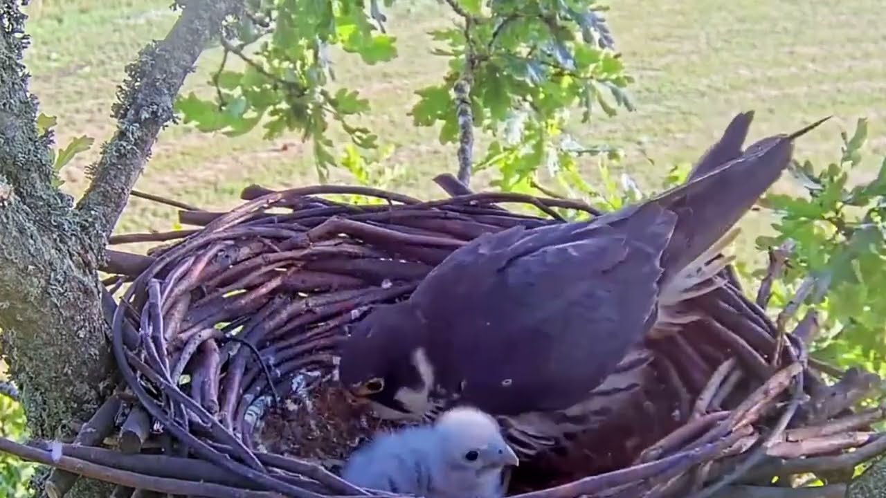 #falcon Cam4#52 Review baby birds in the nest - Dad and mother brings food to feed their chicks