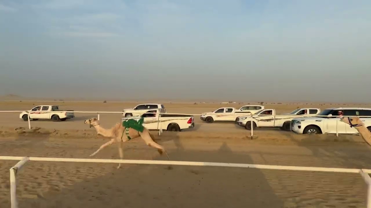 الشوط السابع بكار مفاريد 1500 م غند / عبدالله بن رويشد الجهني