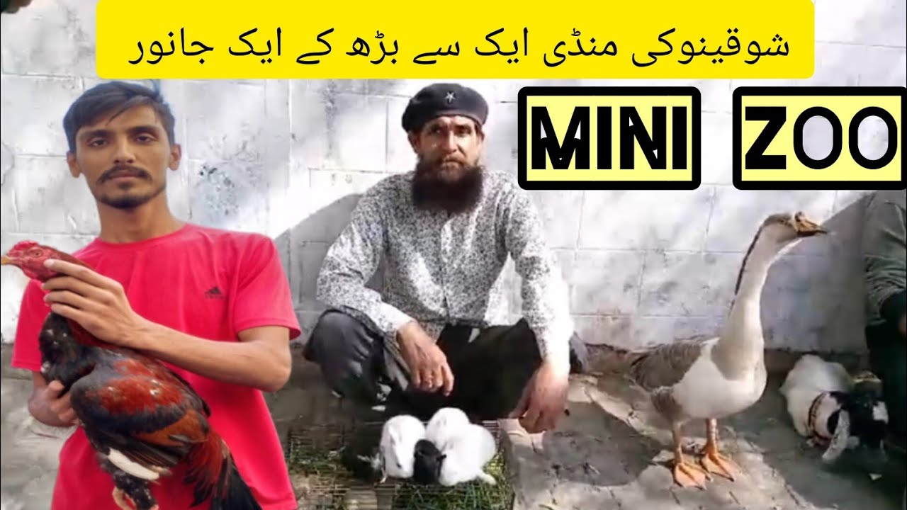 Bird Market latest update/#ovebirds#breeding#birds#goat#bangladesh#karachitv/