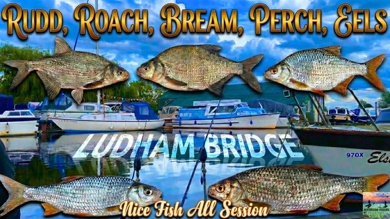 BITES EVERY CAST! 🎣🐟 | FEEDER FISHING | Ludham Bridge River Ant | Bream Roach & Perch