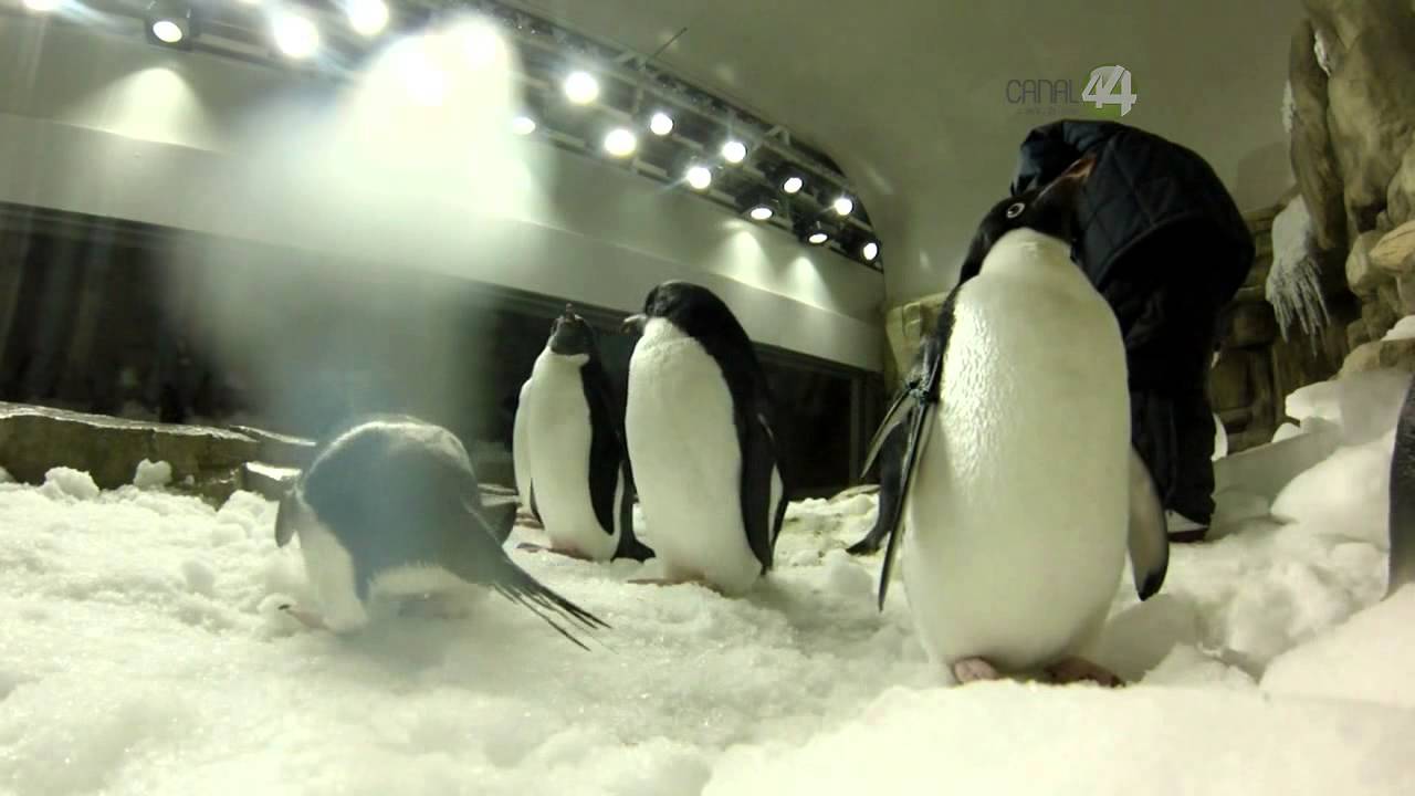 Desde el Zoológico: Pinguinos