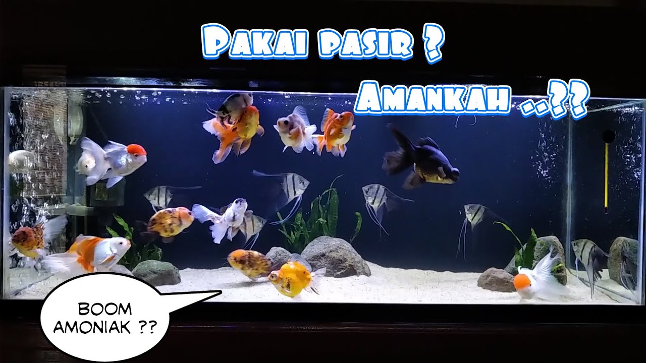 Bolehkah aquarium ikan mas koki pakai pasir & hiasan?