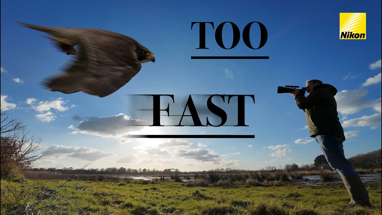Peregrines Are Taking OVER Our Coastlines | NIKON Z8