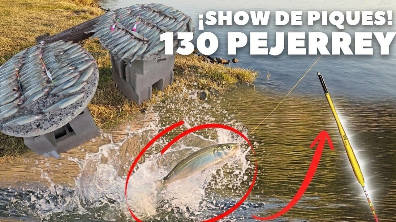 ¡PESCA EXPLOSIVA 2026! 130 Pejerreyes en un Show de Piques con Boyas Krill