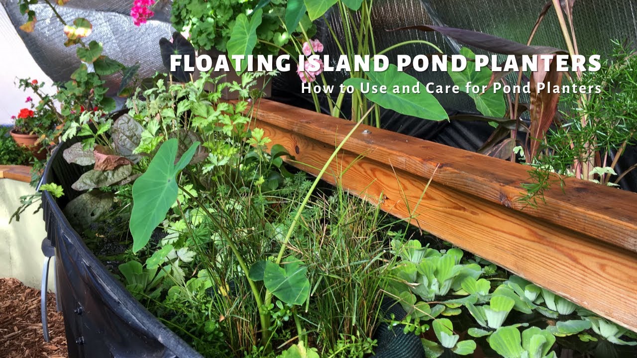 How to Use and Care for Floating Island Pond Planters