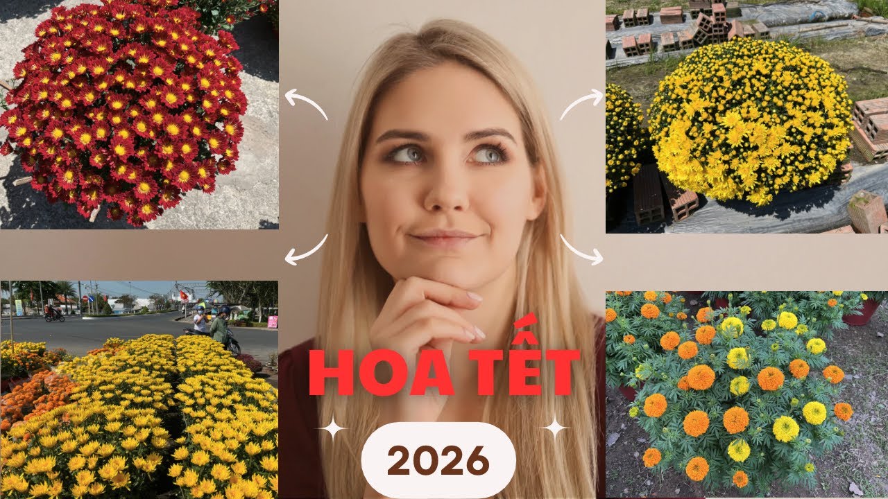 TỔNG HỢP HOA TẾT 2026