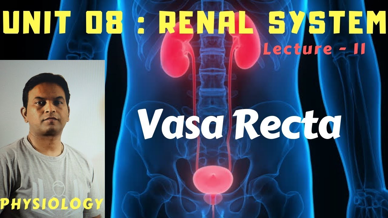PHY.08. Renal System 11 &ndash; Vasa Recta | Dr. Prashant Sharma