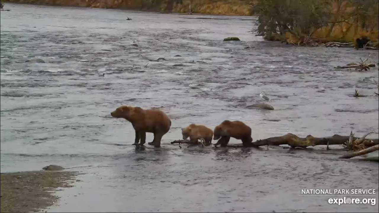 273 and Her Cubs Stop by the Falls - October 16, 2023 (explore.org)