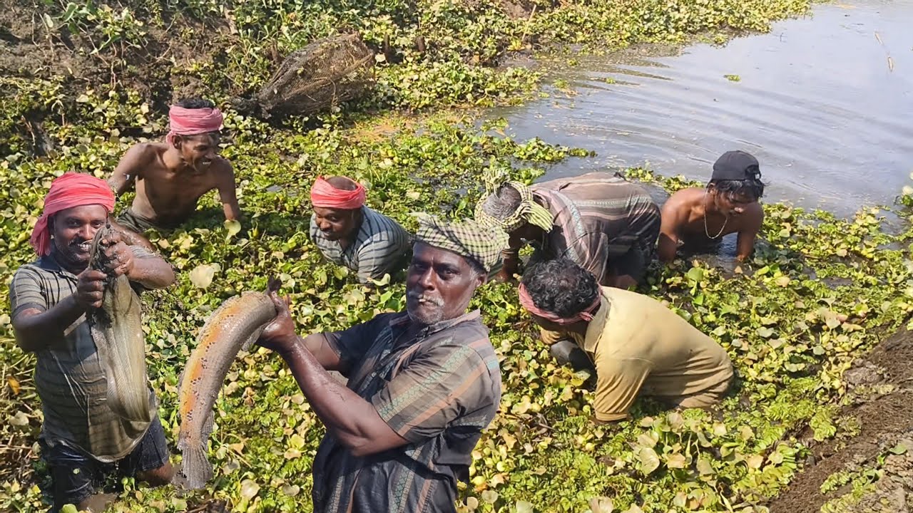 വെൽവെറ്റ് പോളച്ചാലിൽ ഇത്രയും വലിയ വാഹയും. വാളയും. ചേറുമീനും😱kuttanadvillagefishing #fishingmalayalam