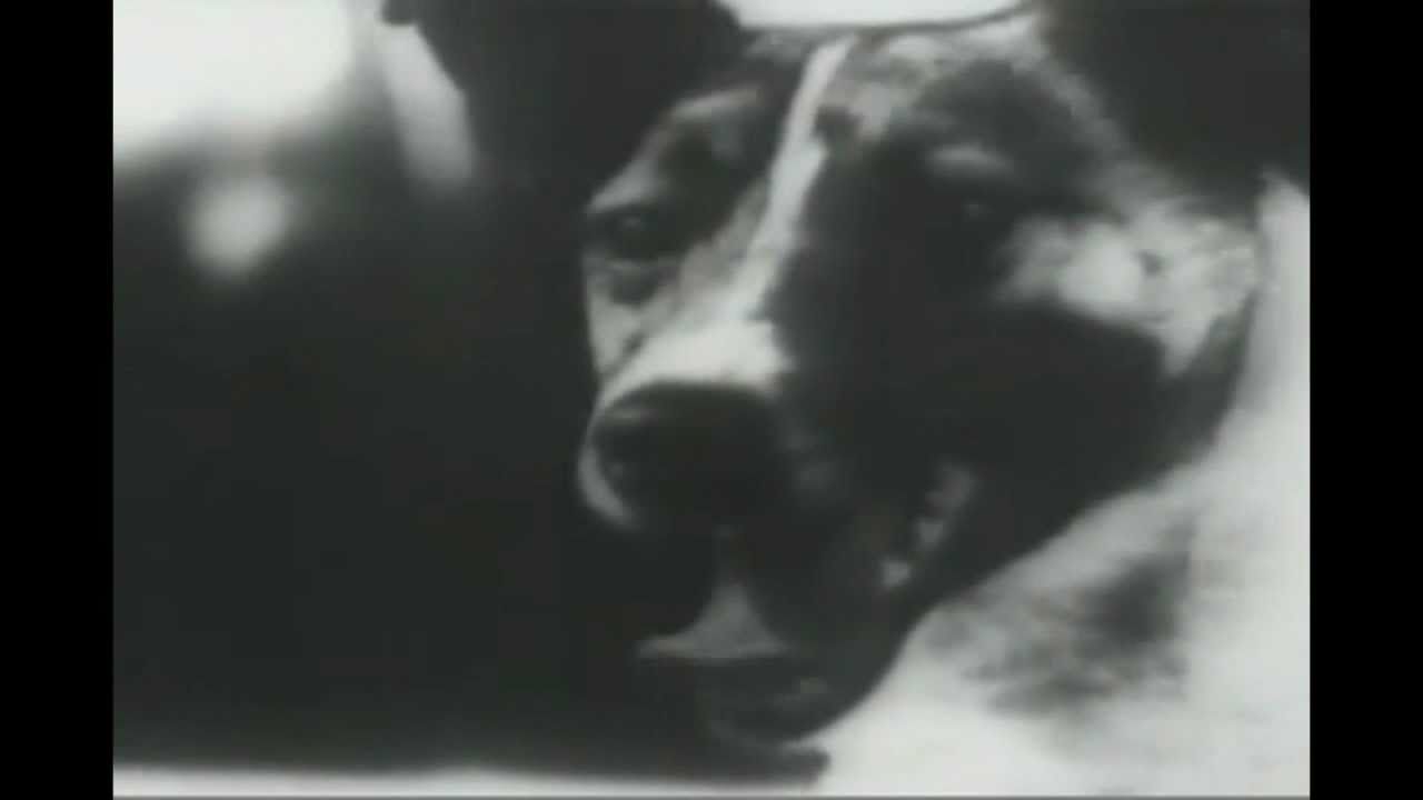 Laika Laika