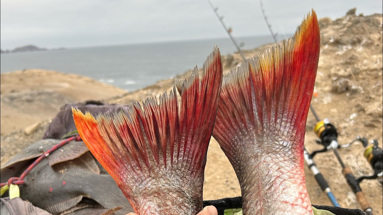 PESCANDO CORVINAS CON EL CARRETE MÁS BARATO DE LA TIENDA 👌