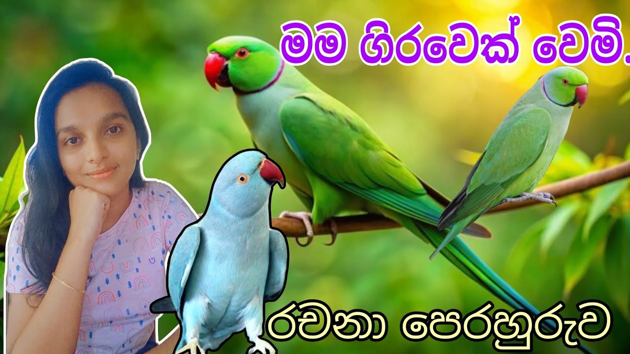 මම ගිරවෙක් වෙමි | 3,4,5 ශ්‍රේණි සඳහා නිර්මාණාත්මක වාක්‍ය රචනා පෙරහුරුව |