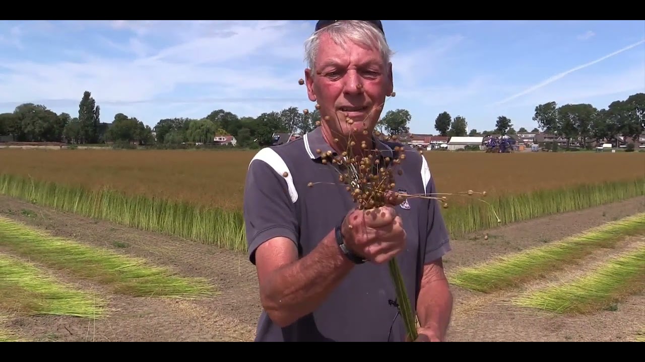 Het Buijtenland van Bert - de vlasteelt (DEEL 1)