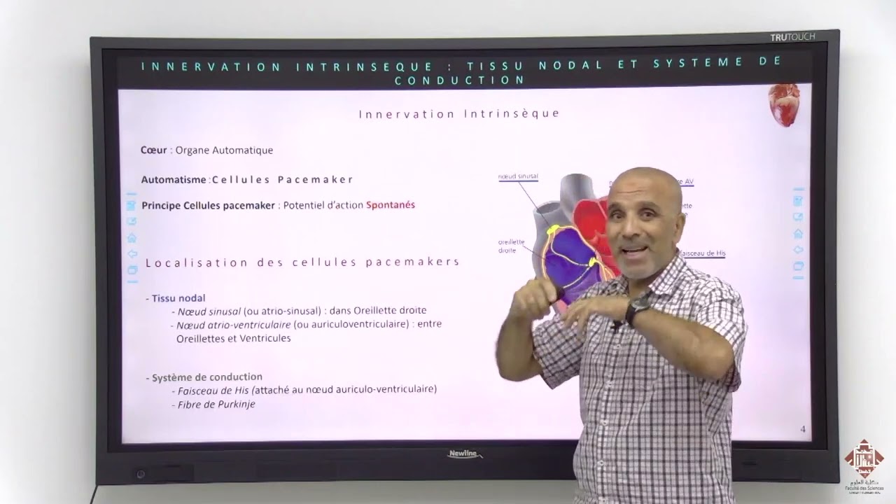 Cours Physiologie Cardiovasculaire Partie 2 Vascularisation Innervation Coeur et Vaisseaux Pr MEKHFI