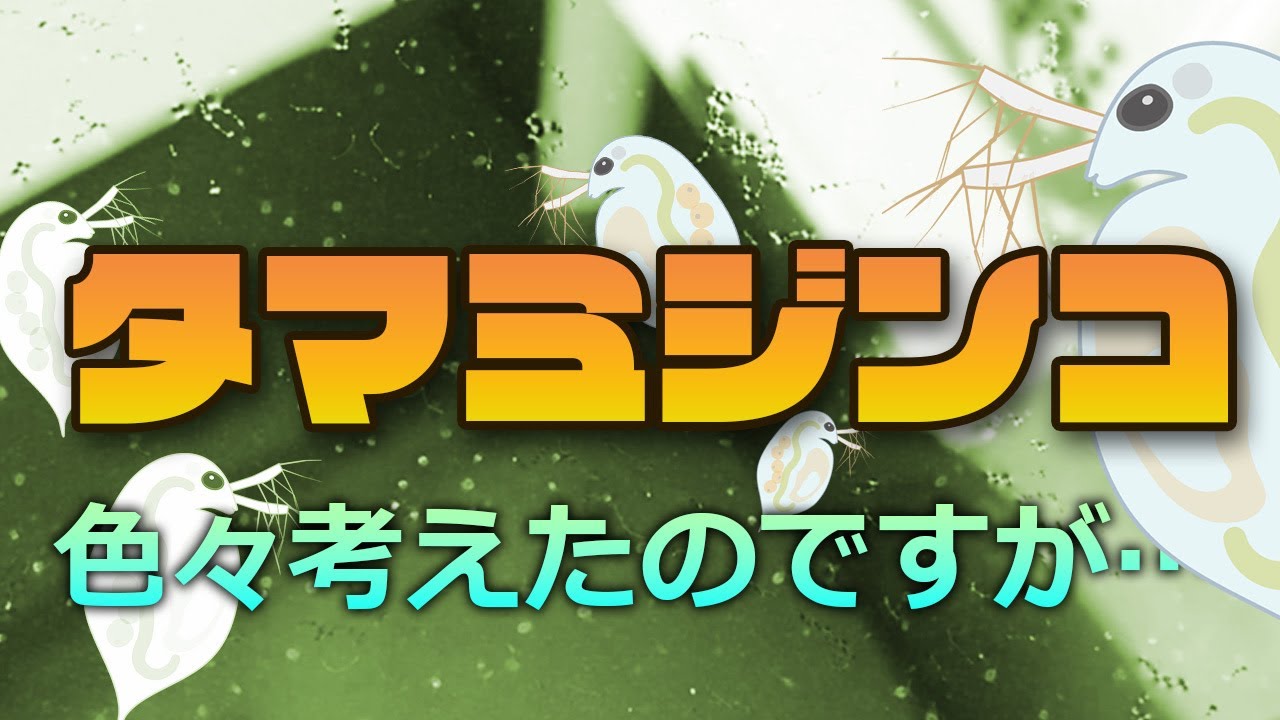 タマミジンコ培養 色々考えたのですが…　結局この培養方法で落ち着きました #タマミジンコ #ミジンコ