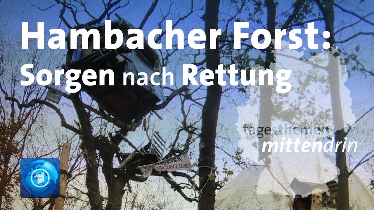 Hambacher Forst: Was vom Wald übrig geblieben ist | tagesthemen mittendrin